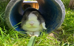 Mini Lop rabbits for sale: Mini lop sibling pair  - Image 23