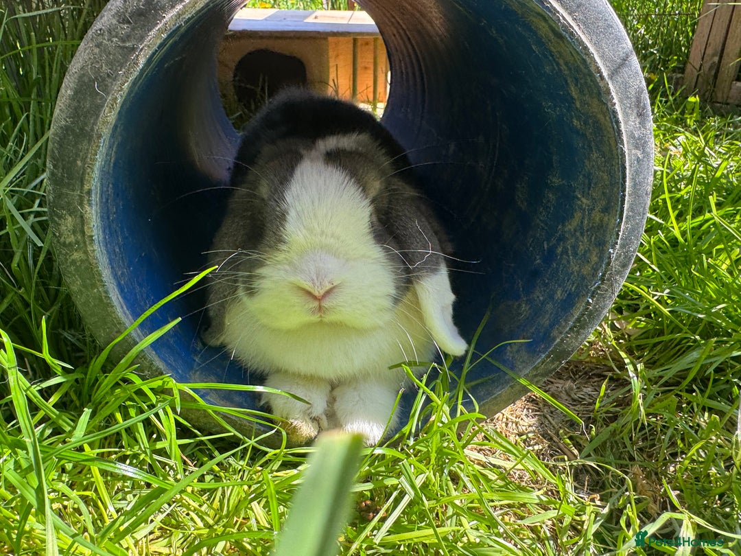 Mini Lop rabbits for sale: Mini lop sibling pair  - Image 23