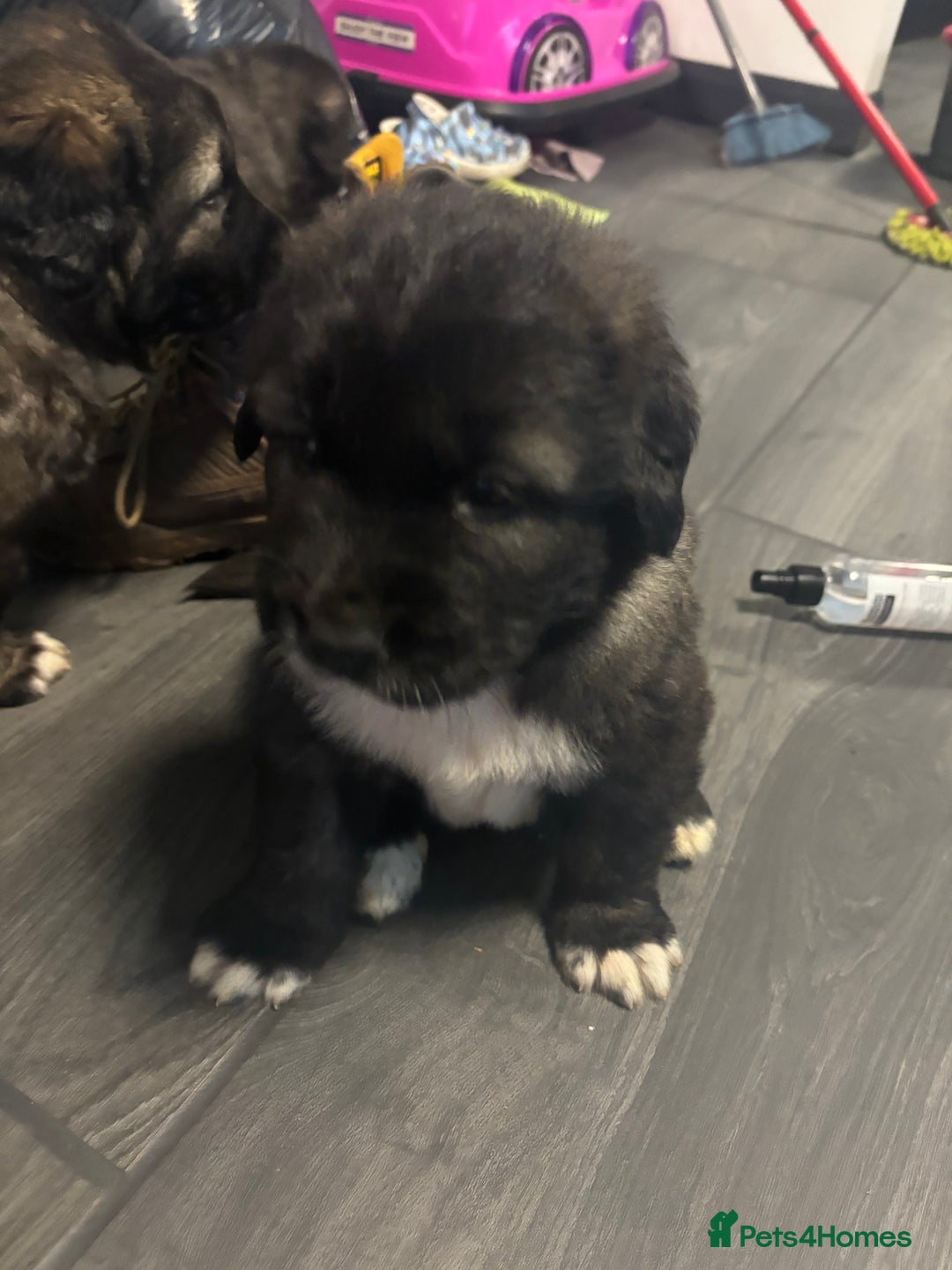 Caucasian Shepherd Dog dogs for sale: Caucasian Shepherds  - Advert 29