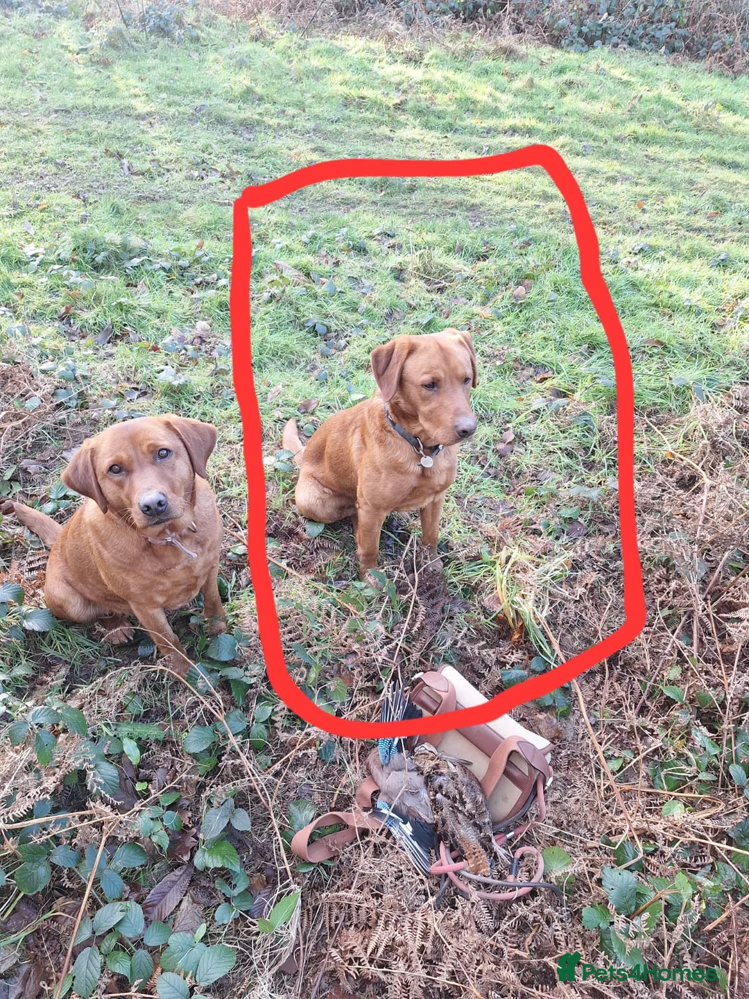 Labrador Retriever dogs for sale: Kc registered gold & fox red labrador puppies  - Advert 2