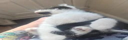 Mixed Breed cats for sale: 3 half ragdoll kittens - Advert 11