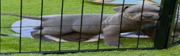 Staffordshire Bull Terrier dogs for sale: Blue Staffordshire Bull Terrier Champion Pups  - Advert 9