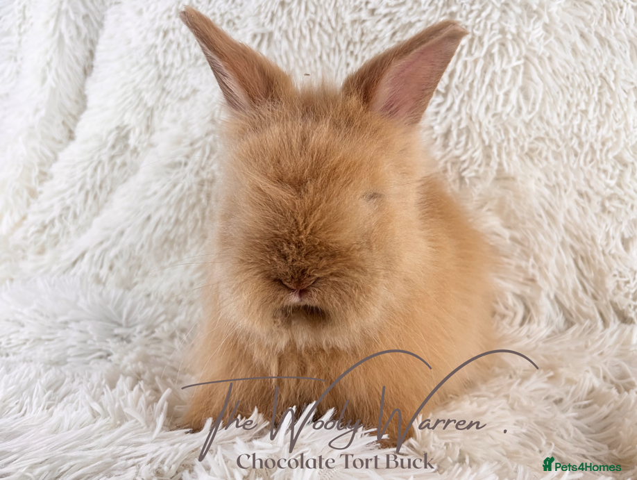 Angora rabbits for sale: Fully Vaccinated Pedigree Angoras - Advert 16