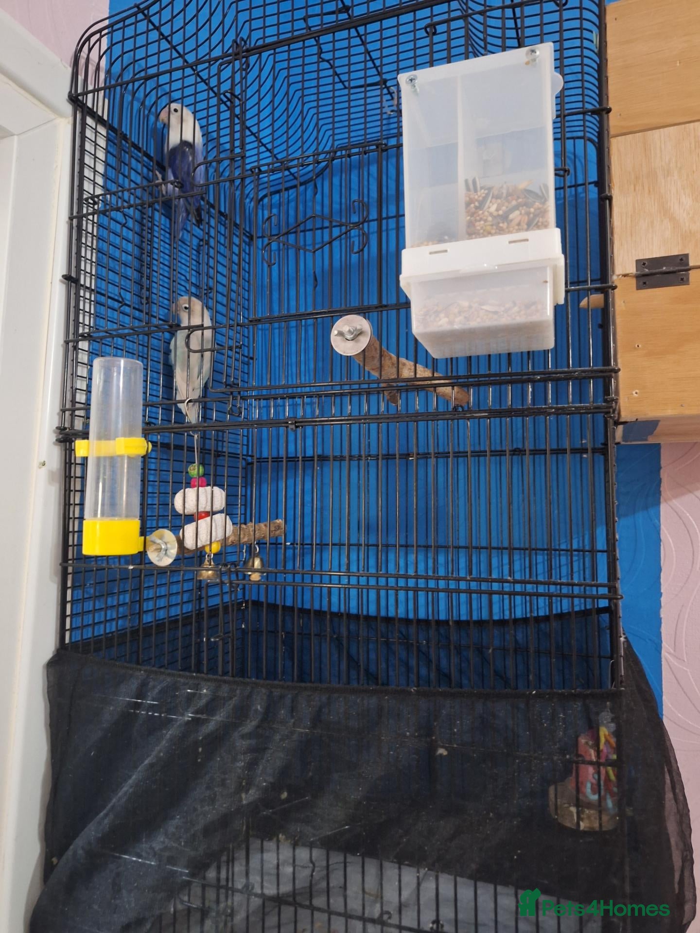 Mixed Breed birds for sale: Love birds - Advert 1