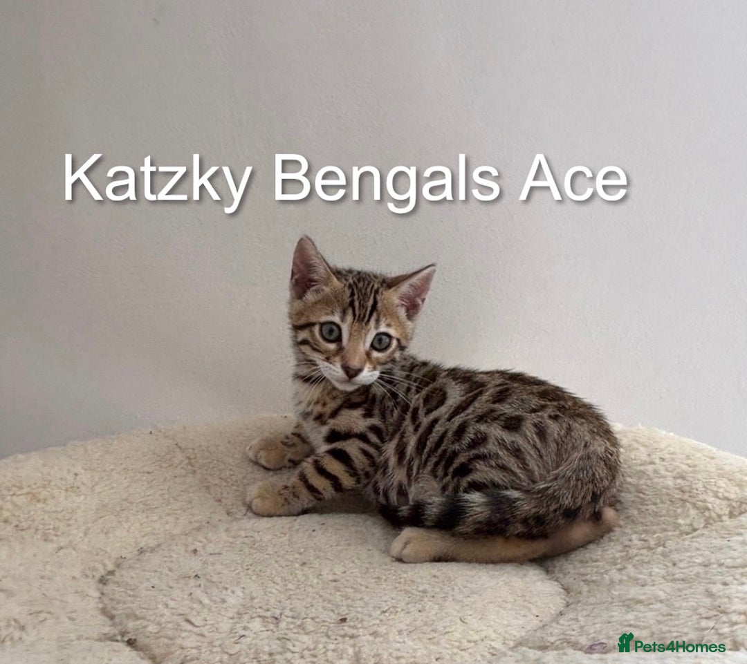 Bengal cats for sale: 😻Tica Best Bengal UK sired Kittens 🏆 🐾 🐱  - Image 2