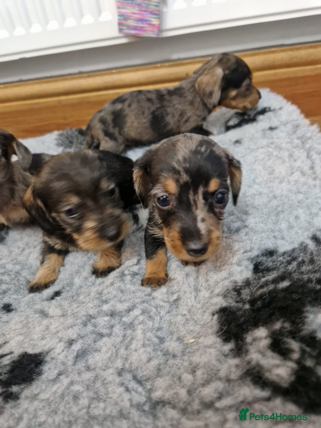 Dachshund dogs for sale: Wirehaired daschund chocolate dappled  - Advert 15