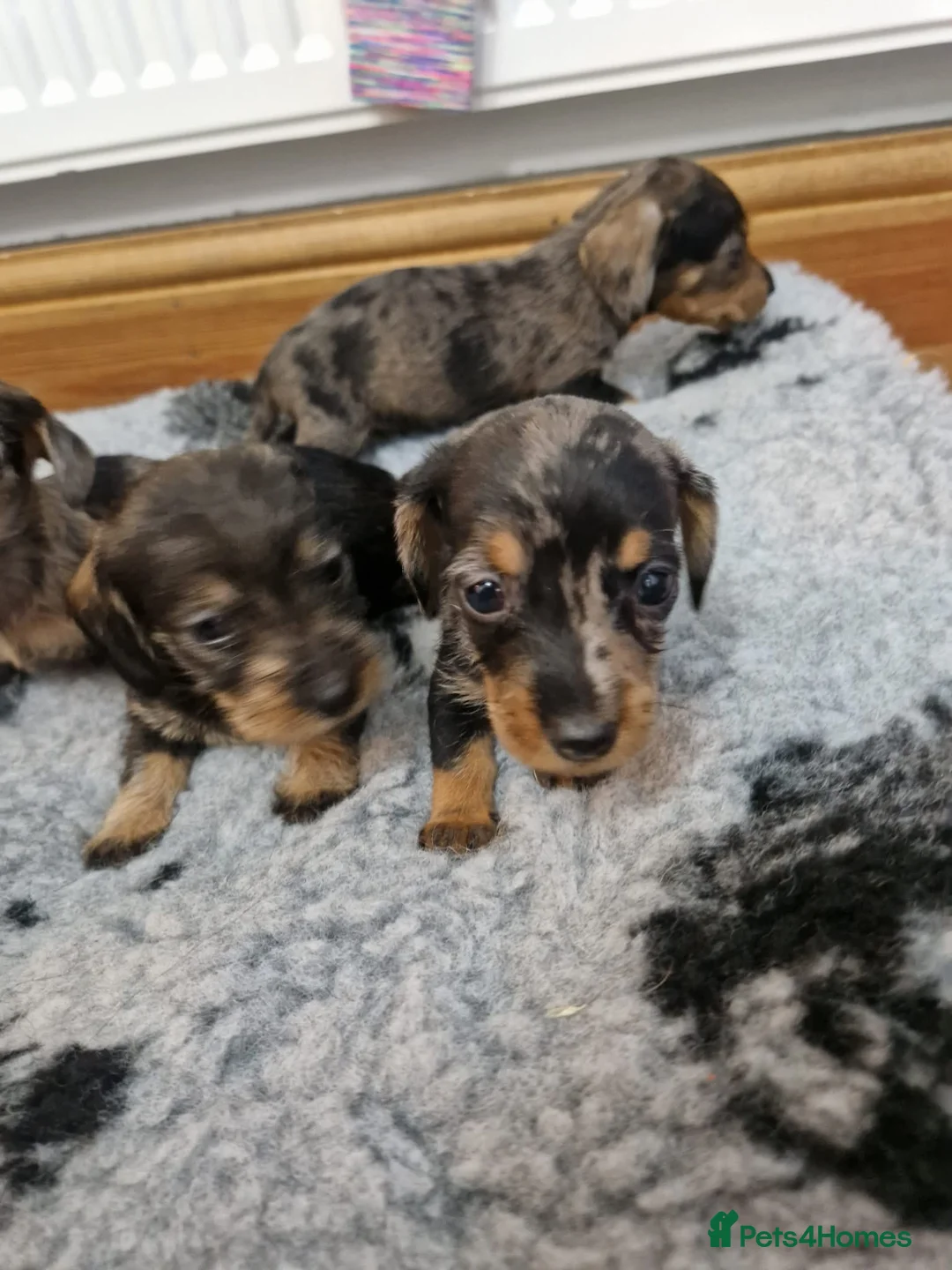 Dachshund dogs for sale: SOLD!Wirehaired daschund chocolate dappled  - Advert 15
