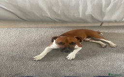 Plummer Terrier dogs for sale: One year old male - Image 5