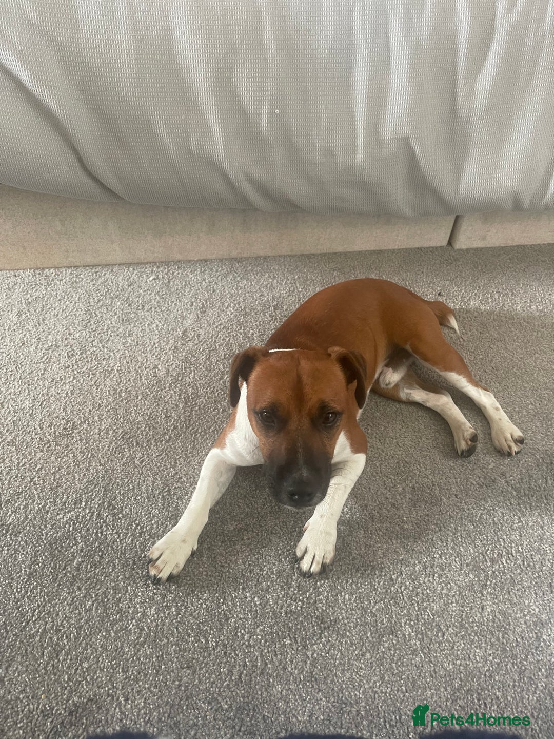 Plummer Terrier dogs for sale: One year old male - Image 5