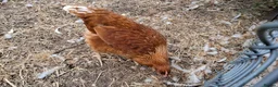 Chickens poultry for sale: Warren pullets - Advert 1