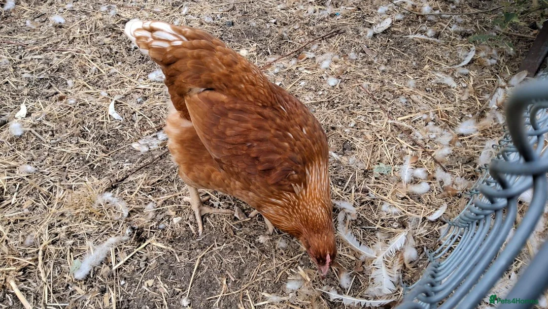 Chickens poultry for sale: Warren pullets - Advert 1