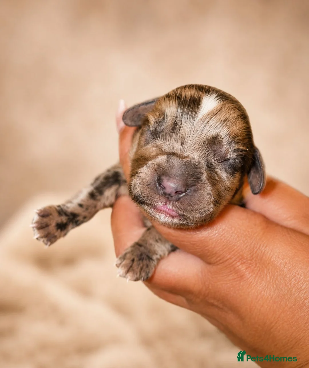 Cocker Spaniel dogs for sale: 🐾 STUNNING MERLE/CHOC/BLACK COCKER SPANIELS 🐾  - Advert 2