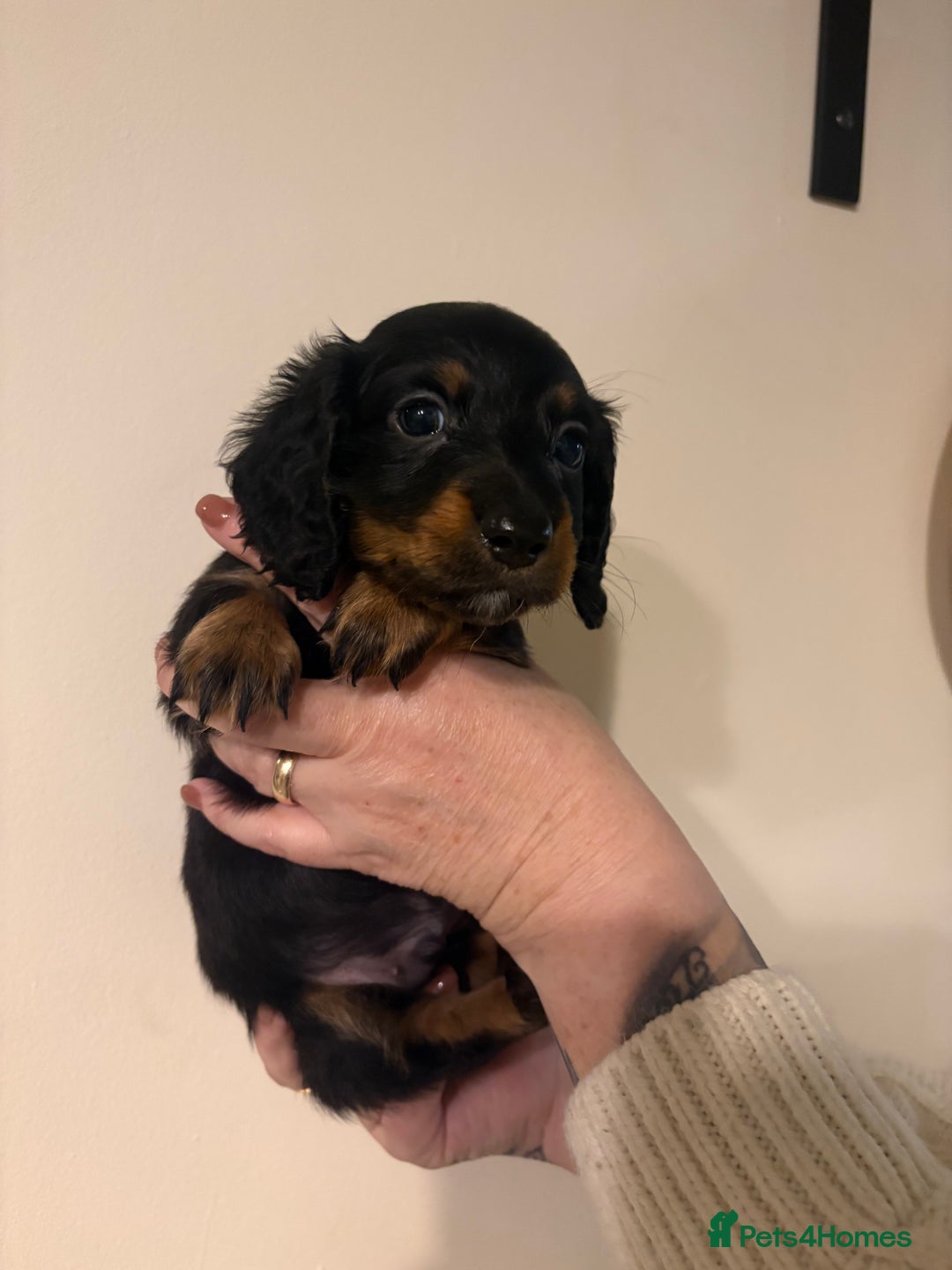 Dachshund dogs for sale: Miniature long haired dachshunds - Advert 13