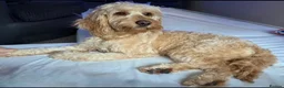Cockapoo dogs for sale: Teddy - 1 year old male cockapoo  - Advert 9