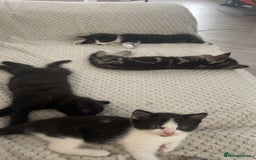 European cats for sale: Lovely kittens  - Image 7