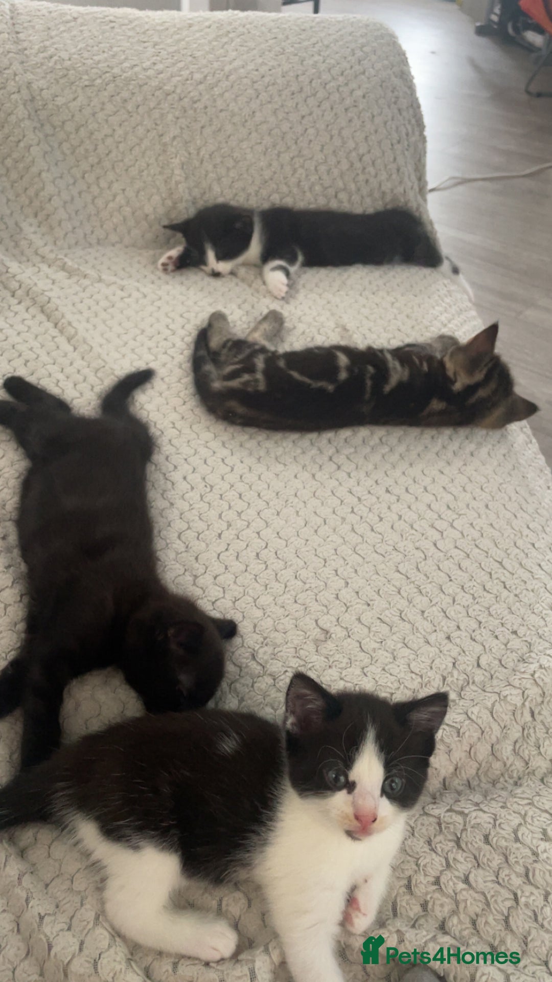 European cats for sale: Lovely kittens  - Image 7