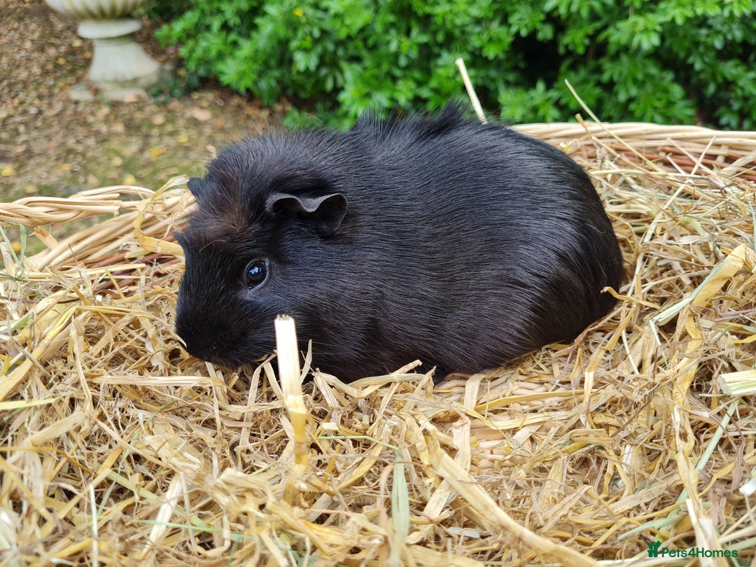 Guinea Pig rodents for sale: Male baby guinea pigs for sale. in Chippenham - Image 6