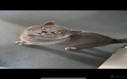 British Shorthair cats for sale: British Shorthair Male blue kitten.  - Image 13