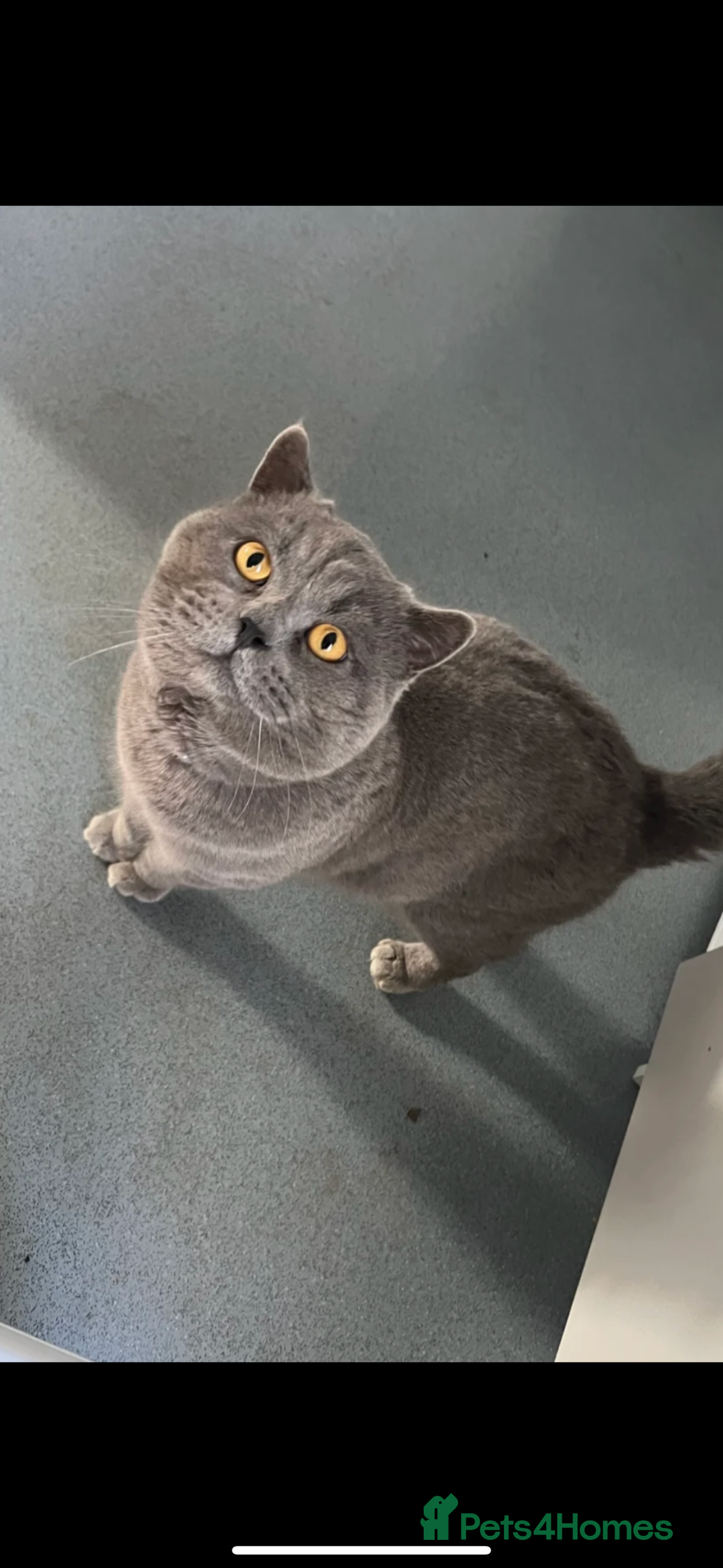 British Shorthair cats for sale: British Shorthair Male blue kitten.  - Image 13