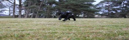 Cocker Spaniel dogs for sale: Gorgeous KC Reg Cocker Spaniels for Forever Homes - Advert 30