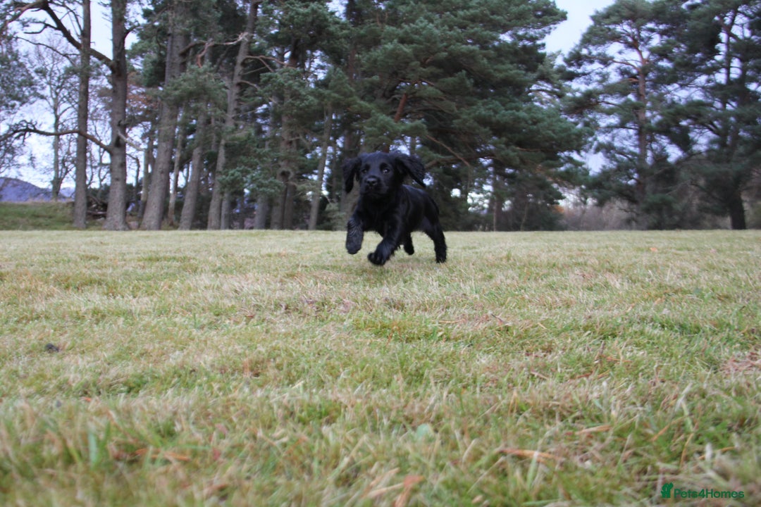 Cocker Spaniel dogs for sale: Gorgeous KC Reg Cocker Spaniels for Forever Homes - Advert 30