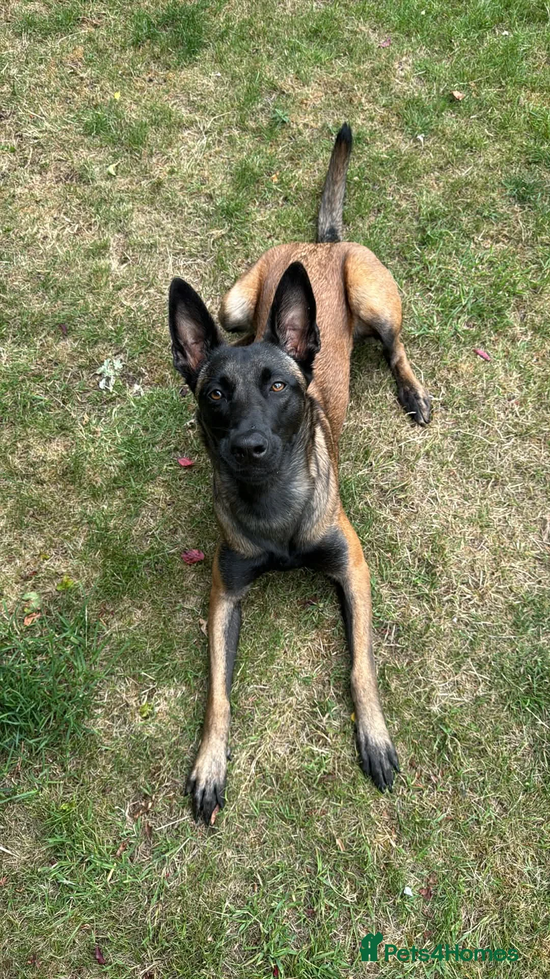 Belgian Shepherd Dog dogs for adoption: SAMMY - Advert 4