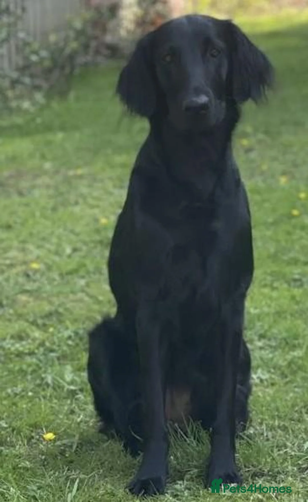 Flat coated Retriever dogs for sale: KC Registered Flatcoated Retriever Pups for Sale in Rhyl - Advert 1