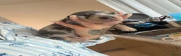 Miniature Dachshund dogs for sale: Beautiful miniature dachshund puppies  - Advert 13