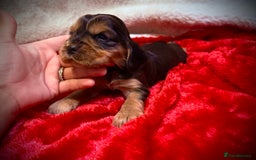 Cocker Spaniel dogs for sale: Show cocker spaniel pups - Image 4