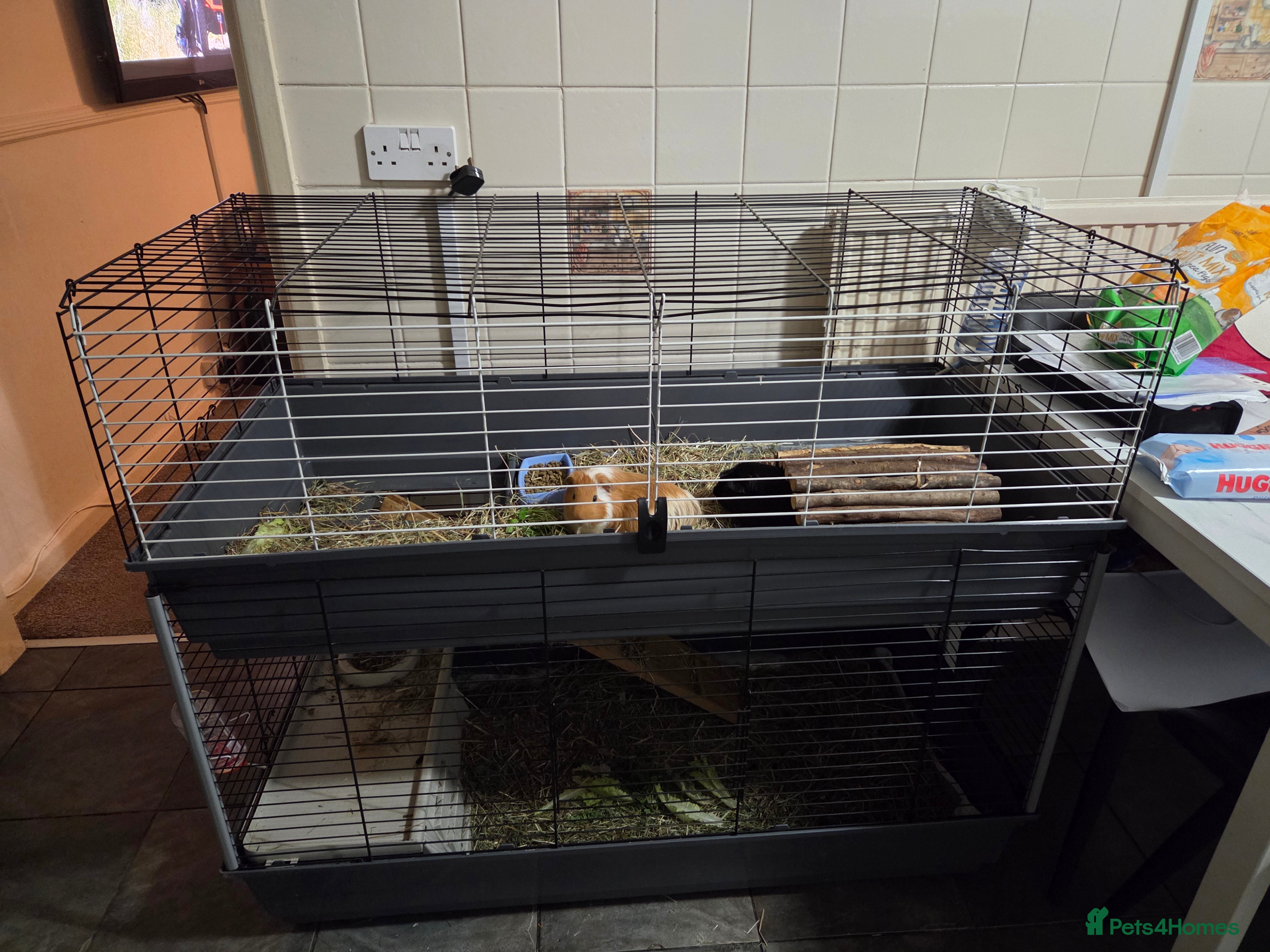 Guinea Pig rodents Bonded male pair with full indoor set up - Advert 2