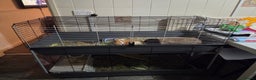 Guinea Pig rodents for sale: Bonded male pair with full indoor set up - Advert 1