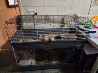 Guinea Pig rodents Bonded male pair with full indoor set up - Advert 2