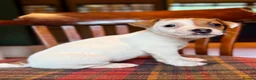 Jack Russell dogs for sale: Traditional Jack Russell Terriers  - Advert 16