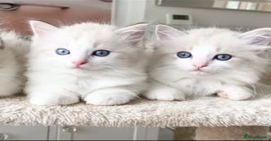 Ragdoll cats - Advert 16