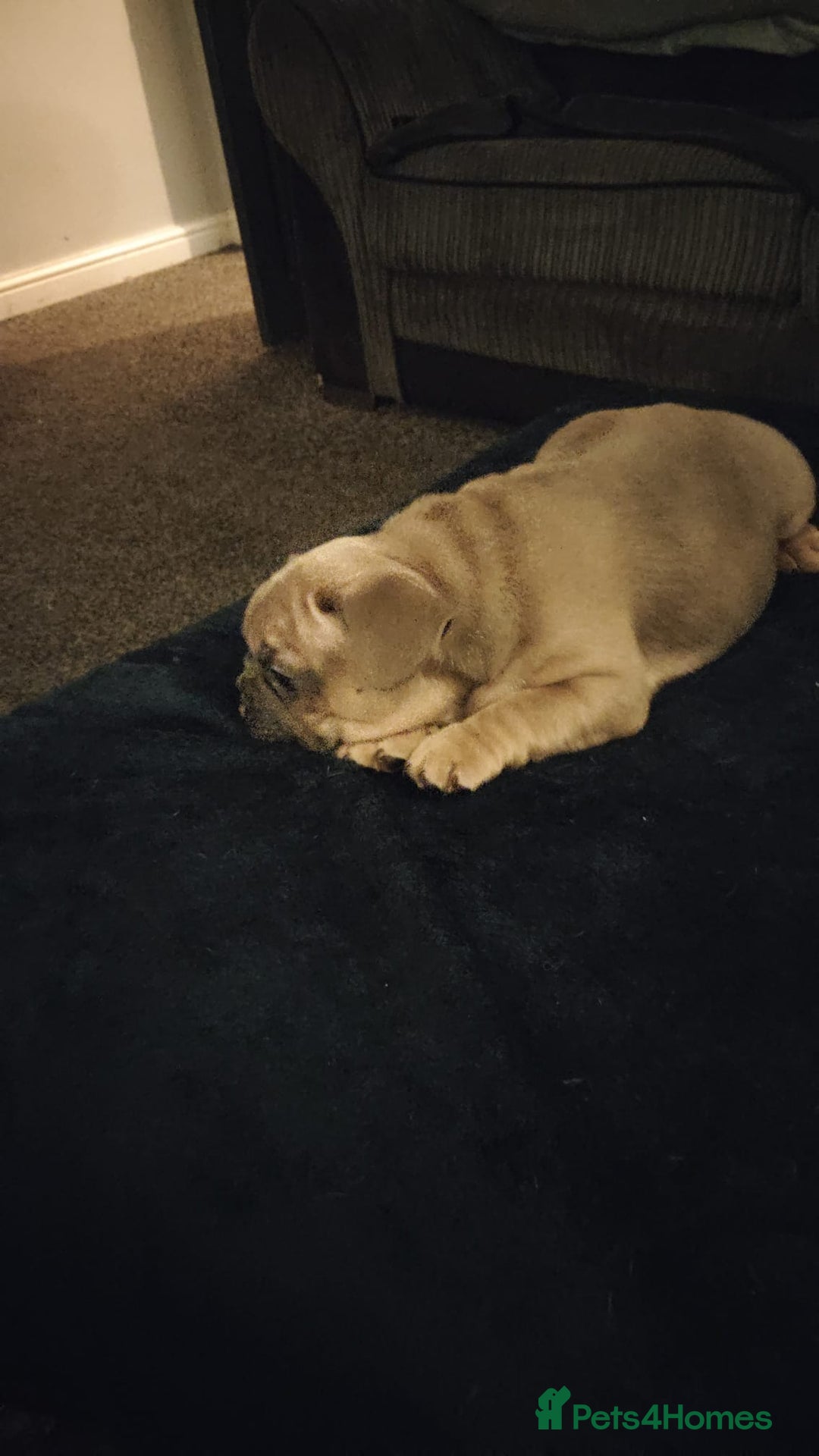 French Bulldog dogs for sale: French bulldogs - Advert 3