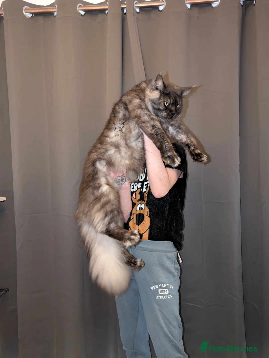 Maine Coon cats for stud: Black smoke registered mainecoon  - Advert 16