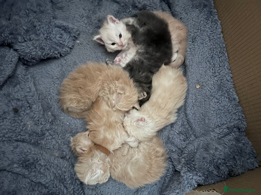 Maine Coon cats for sale: Beautiful full Maine Coon kittens ready now 😻 - Image 17