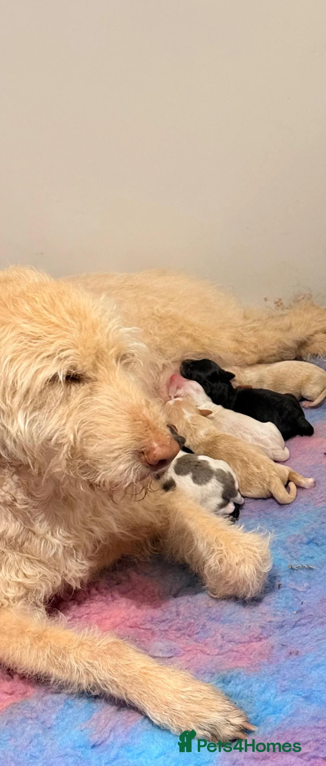 Australian Labradoodle dogs for sale: Australian double doodle puppies  in Kettering - Advert 1