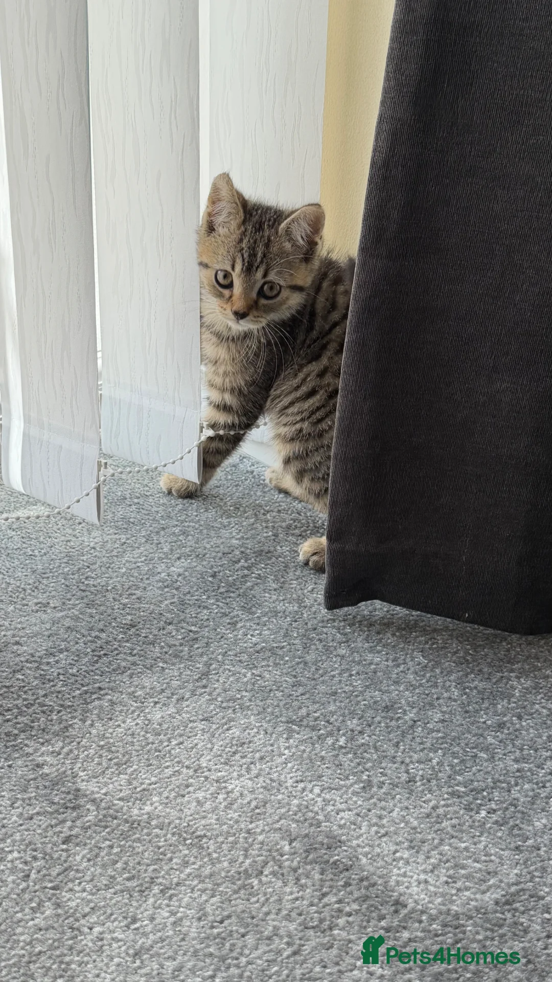 Mixed Breed cats for sale: Tabby male kitten - Advert 1