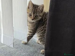 Mixed Breed cats Tabby male kitten - Advert 5
