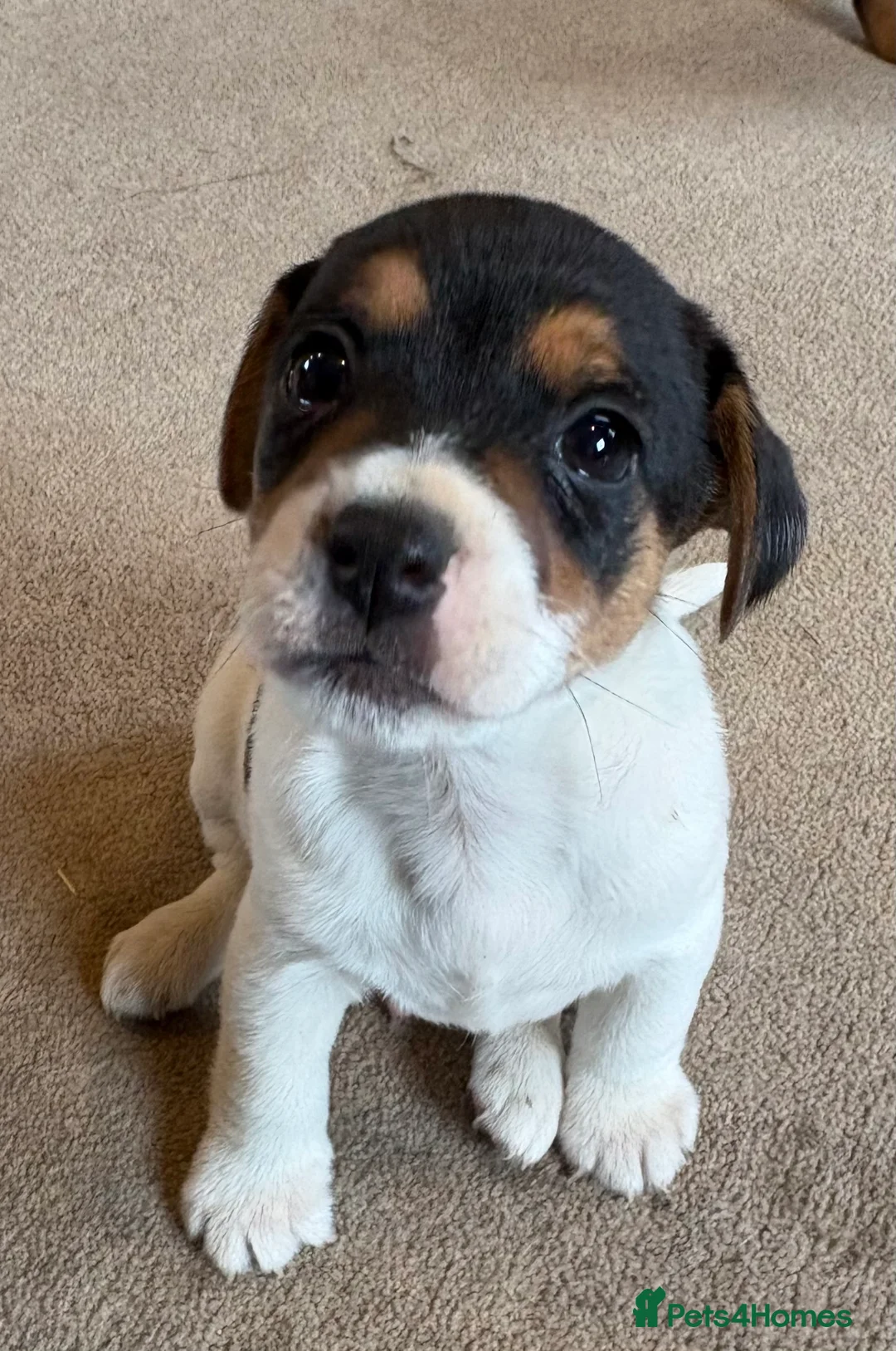 Jack Russell dogs for sale: Gorgeous Jack Russell puppies  - Advert 8