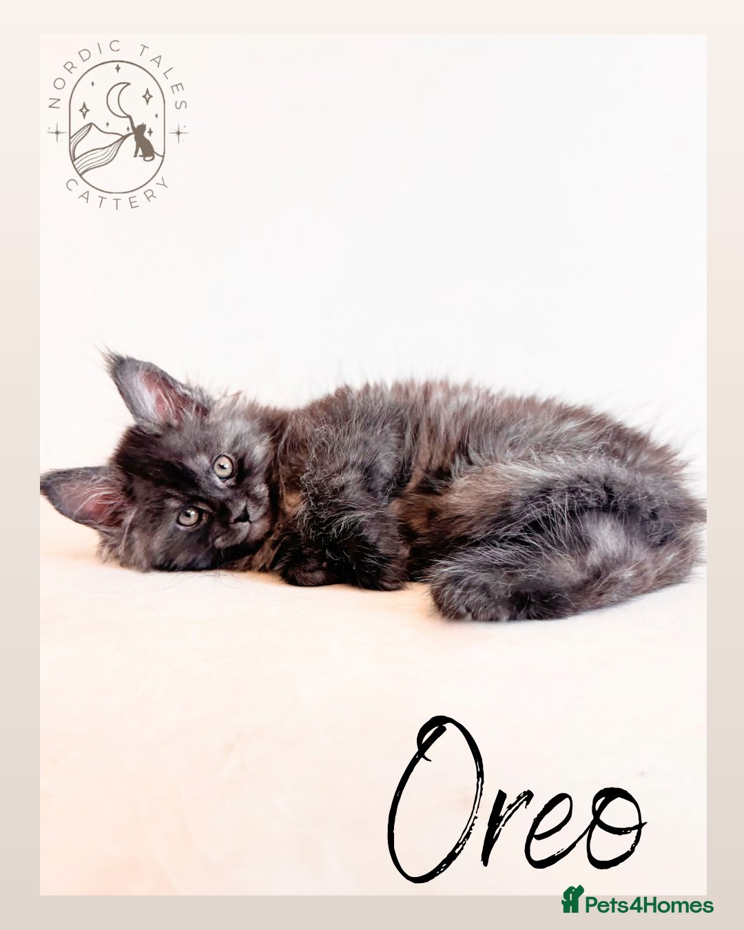 Maine Coon cats for sale: High Smoke, Smoke & Tabby Maine Coons - Advert 13