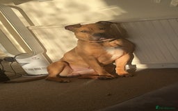 Mixed Breed dogs for sale: Reggie 3 year old intact male  - Image 5