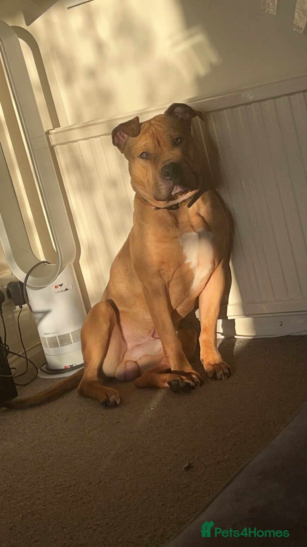 Mixed Breed dogs for sale: Reggie 3 year old intact male  - Image 5