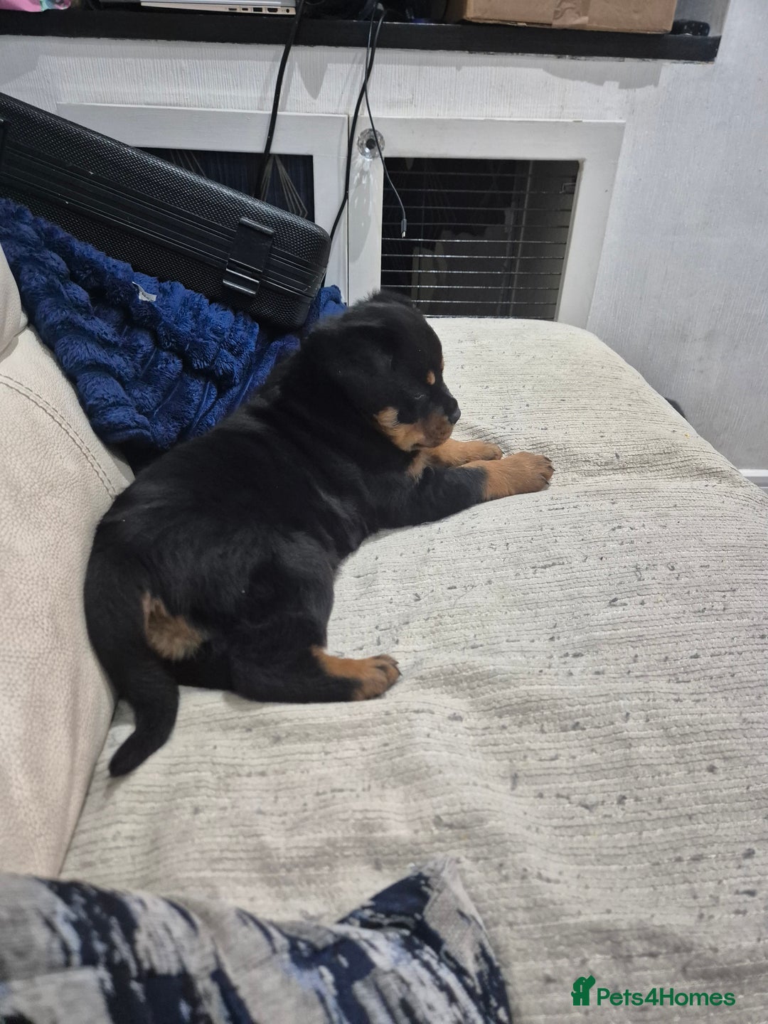 Rottweiler dogs for sale: 8 week old female Rottweiler puppy  - Image 4