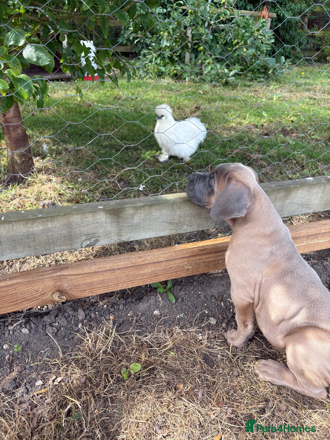 Cane Corso dogs for sale: Beautiful cane Corso puppies  - Image 8