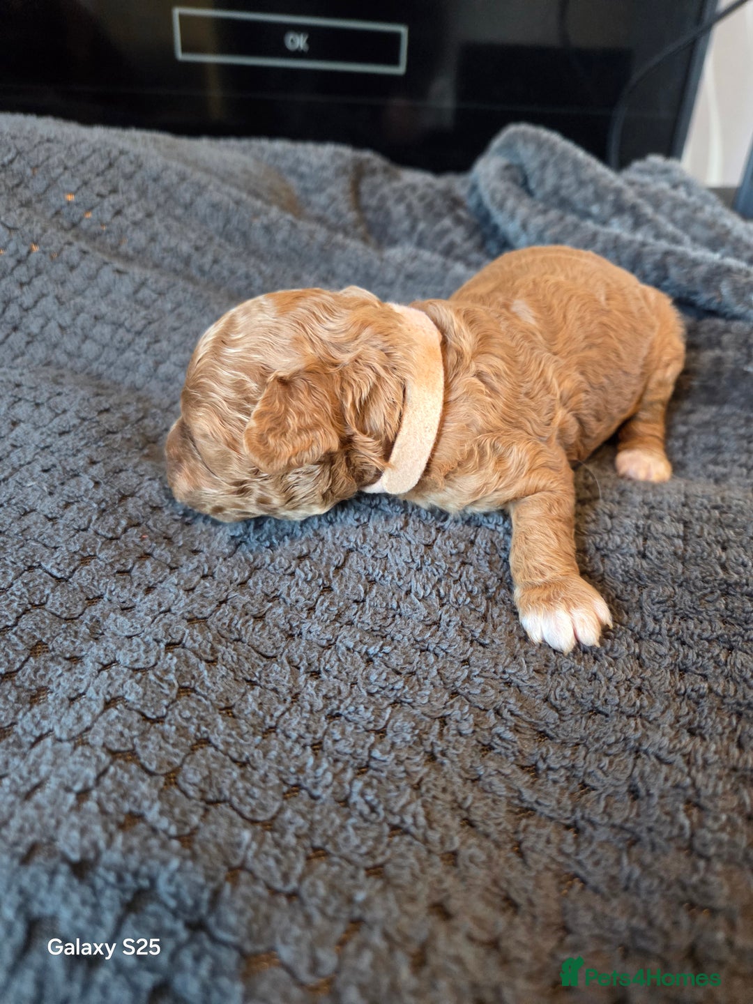 Cavapoo dogs for sale: Minature cavapoos - Advert 7