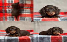 Miniature Dachshund dogs for sale: STUNNING CHOCOLATE LONG HAIRED BOYS - Image 15