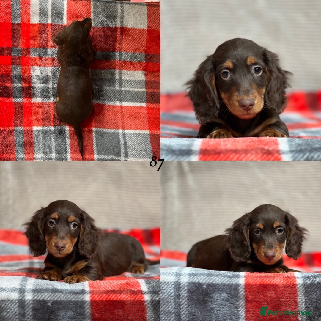 Miniature Dachshund dogs for sale: STUNNING CHOCOLATE LONG HAIRED BOYS - Image 15