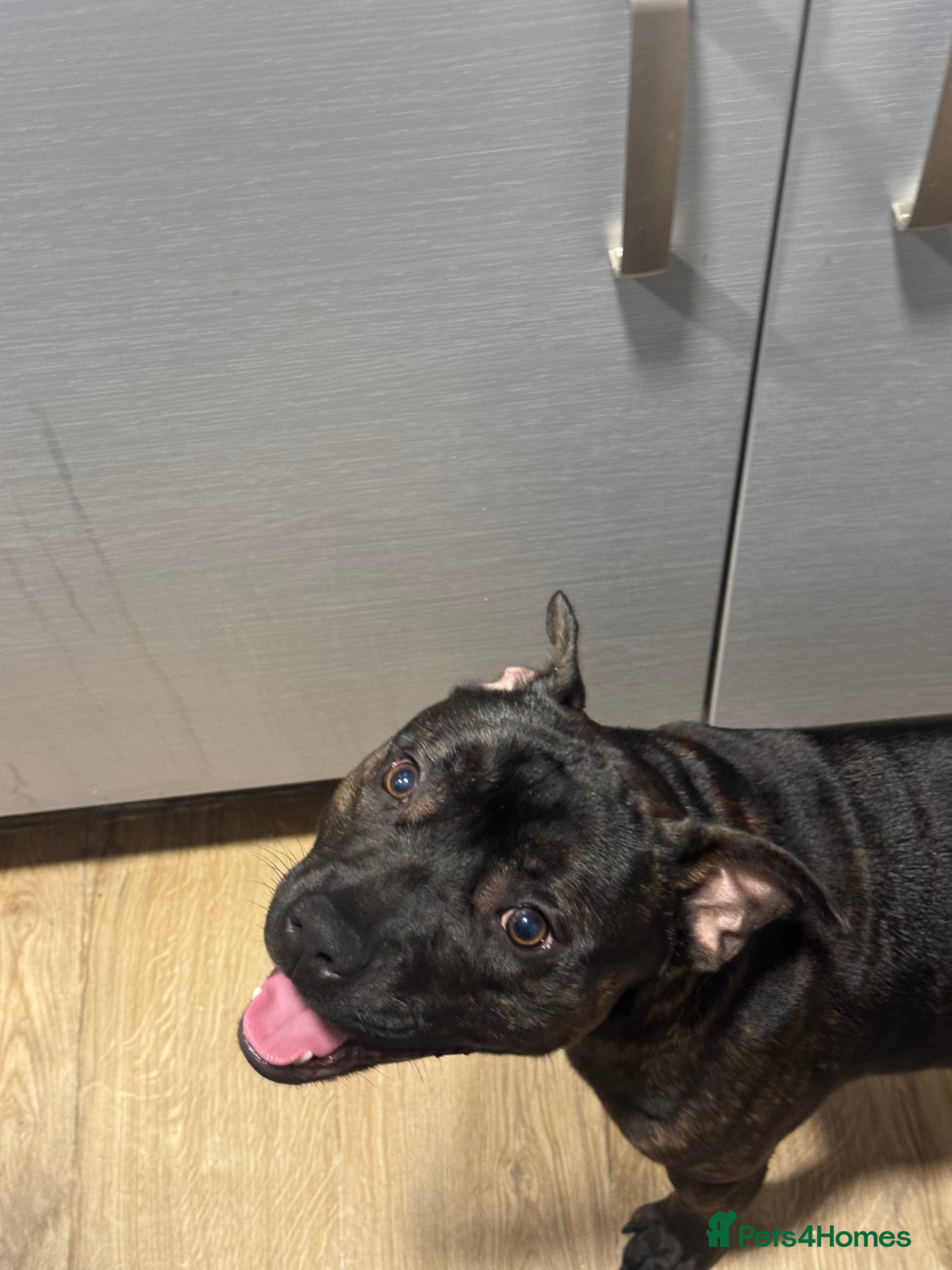 Staffordshire Bull Terrier dogs Staffordshire bull terrier 8 months old male  - Advert 1